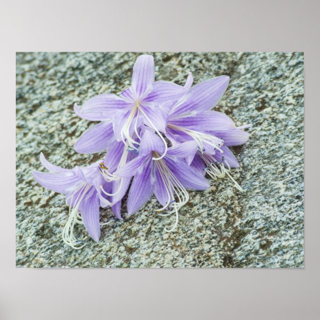 blommor av lavender hosta i fullt-blomman poster (Framsidan)