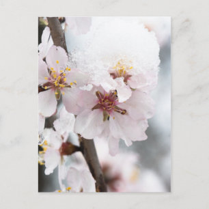 Blommor av mandel träd som täcks av snö vykort