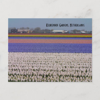 Blommor av Nederländerna Vykort