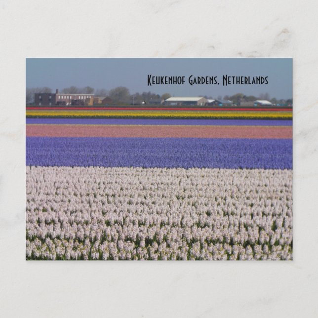 Blommor av Nederländerna Vykort (Framsida)