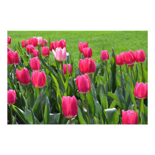 blommor av ofärgad tulip från vår rosa fototryck