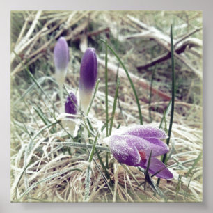 Blommor av oskalad vår poster