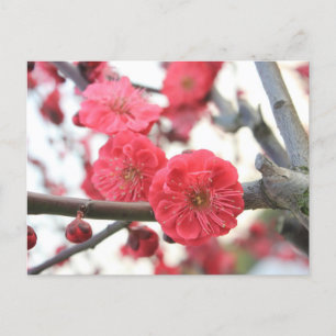 Blommor av plum blommar vår rosa vykort