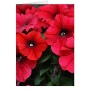 Blommor av rödpetunia hälsningskort