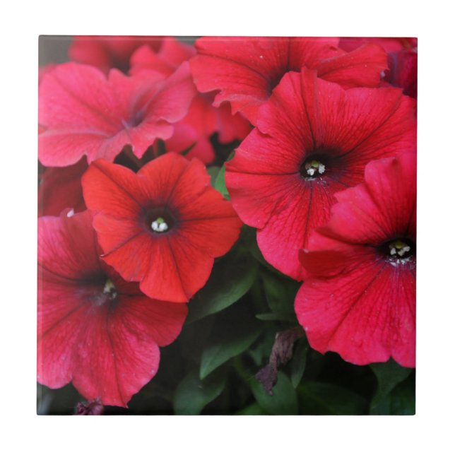 Blommor av rödpetunia kakelplatta (Framsidan)
