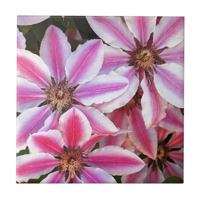 Blommor av rosa och vita, randiga clematis kakelplatta (Framsidan)