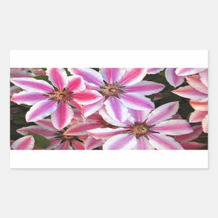 Blommor av rosa och vita, randiga clematis rektangulärt klistermärke