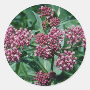 Blommor av rosa Swamp Milkweed (Asclepias Incarnat Runt Klistermärke