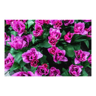 Blommor av rosa tulpaner fototryck