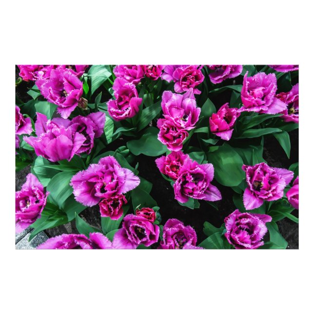 Blommor av rosa tulpaner fototryck (Framsidan)