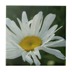 Blommor av stor vit och gult Daisy Aster Kakelplatta