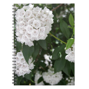 Blommor av typen White Mountain Laurel Star Anteckningsbok Med Spiral