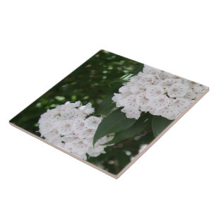 Blommor av typen White Mountain Laurel Star Kakelplatta