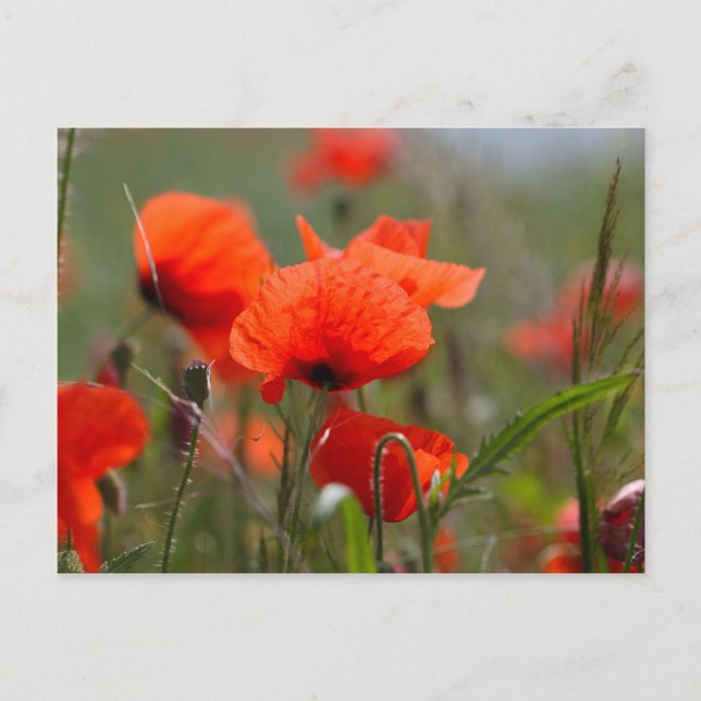 Blommor av vanlig vallmo i fält. vykort (Framsida)