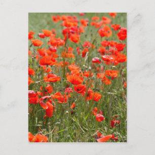 Blommor av vanlig vallmo i fält. vykort