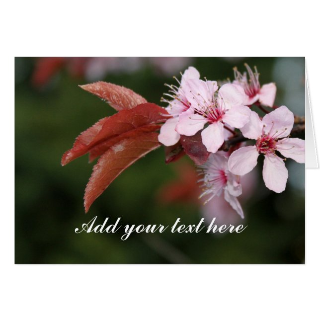 Blommor av vår rosa plommon hälsningskort (Framsidan Horizontal)