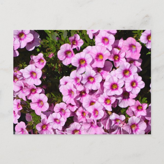 Blommor av vibrant rosa vykort (Framsida)