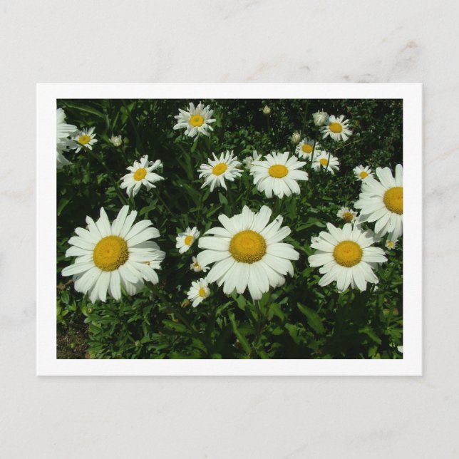 Blommor av vit daisy grattis på födelsedagen vykort (Framsida)