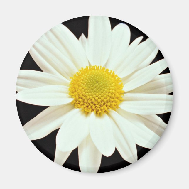 Blommor av vit daisy, krysanthemum magnet (Framsidan)