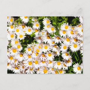 Blommor av vit Daisy Vykort