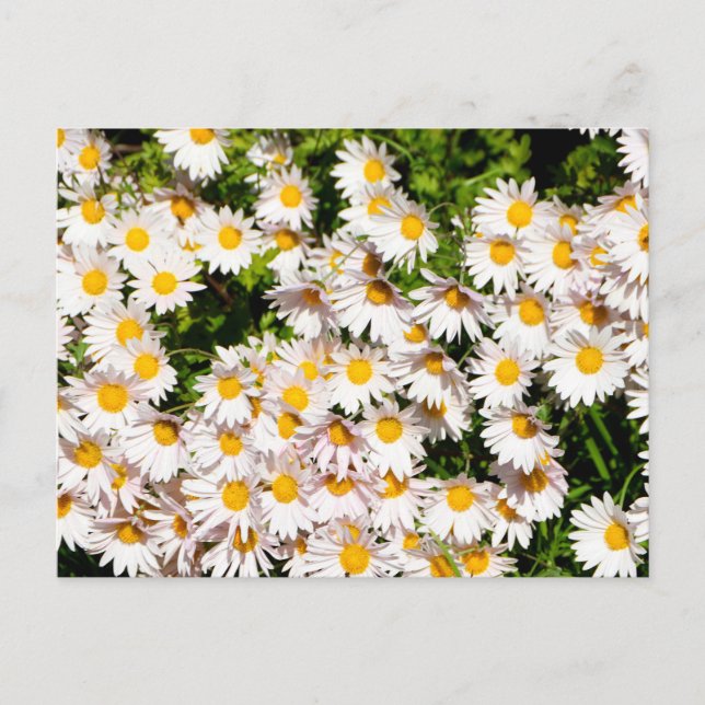 Blommor av vit Daisy Vykort (Framsida)