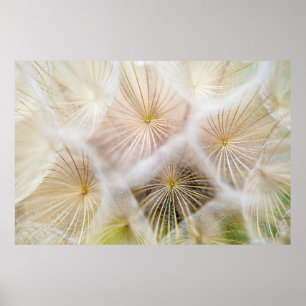 Blommor av vit dandelion poster