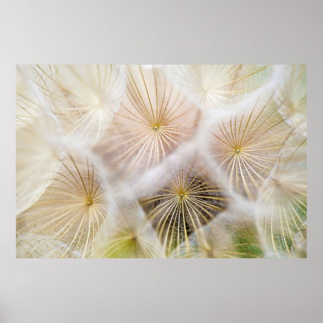 Blommor av vit dandelion poster (Framsidan)