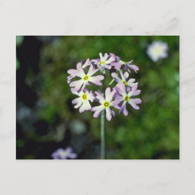 Blommor av vit Mealy Primrose (Primula Laurentiana Vykort (Framsida)