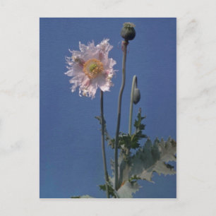 Blommor av vit Opium Poppy (Papaver Somniferum) Vykort