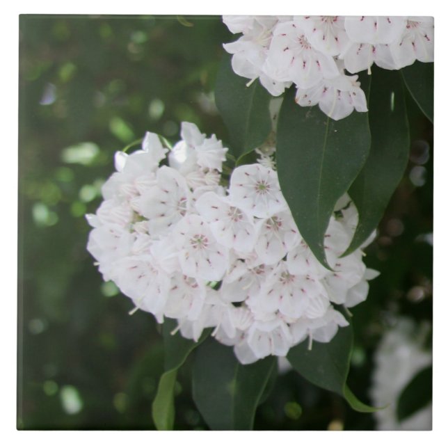 Blommor av vita bergslättor kakelplatta (Framsidan)