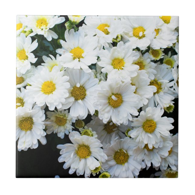 Blommor av vita daisy kakelplatta (Framsidan)