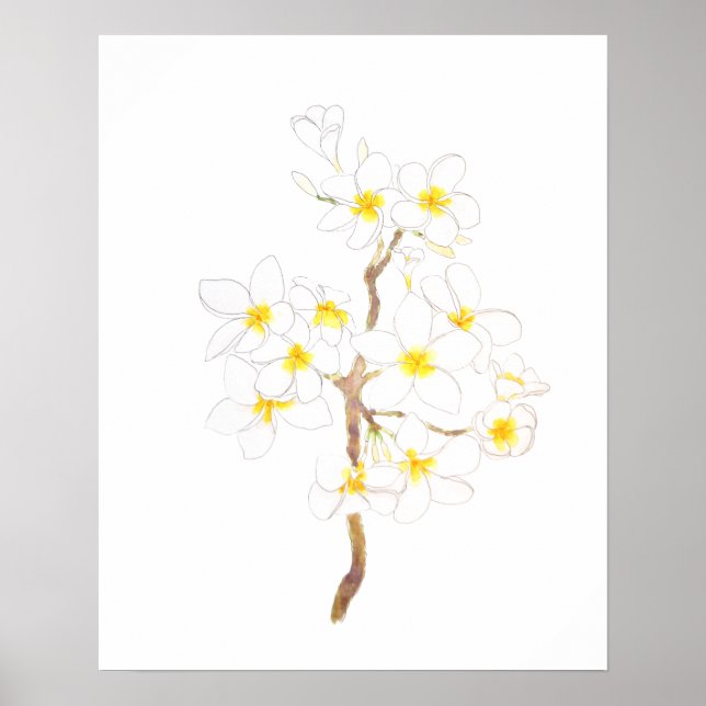 Blommor av vita plumeria frangipani bläck och vatt poster (Framsidan)