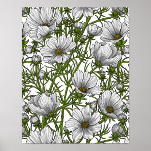 Blommor av vitkosmos poster
