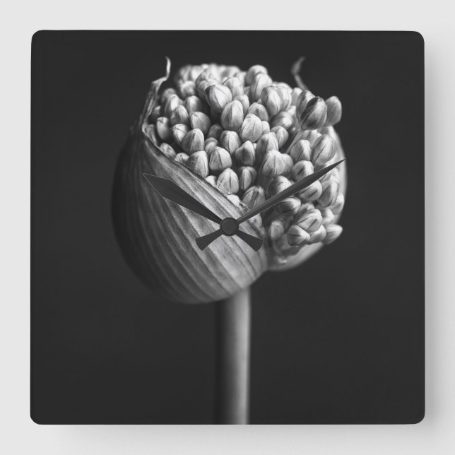 Blommor | B&W Allium Flower Bud Fyrkantig Klocka (Framsida)