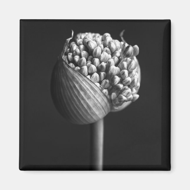 Blommor | B&W Allium Flower Bud Magnet (Framsidan)