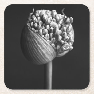 Blommor B&W Allium Flower Bud Underlägg Papper Kvadrat