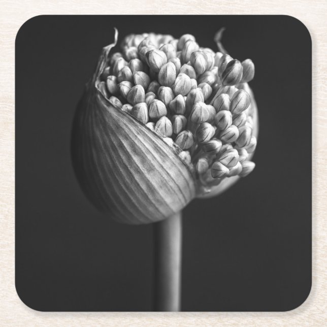 Blommor | B&W Allium Flower Bud Underlägg Papper Kvadrat (Framsidan)