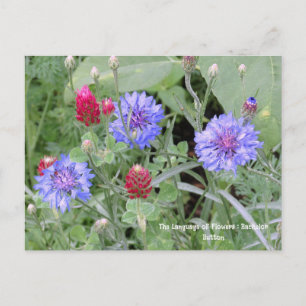 Blommor Bachelor Button-vykort Vykort