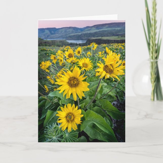 Blommor | Balsomroot Columbia River, Oregon Kort (Framsida)
