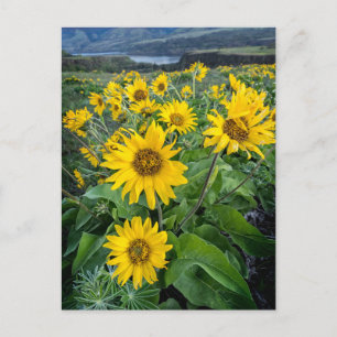 Blommor Balsomrot Columbiafloden, Oregon Vykort