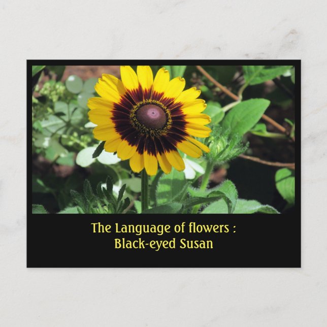 Blommor: Black-öga susan Vykort (Framsida)