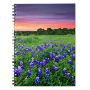Blommor Blånät i Sunset Texas Anteckningsbok