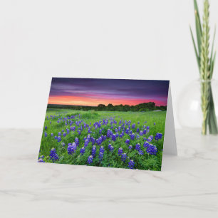 Blommor Blånät i Sunset Texas Kort