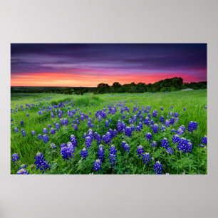Blommor Blånät i Sunset Texas Poster