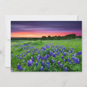 Blommor Blånät i Sunset Texas Tack Kort
