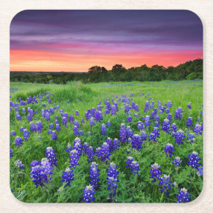 Blommor Blånät i Sunset Texas Underlägg Papper Kvadrat