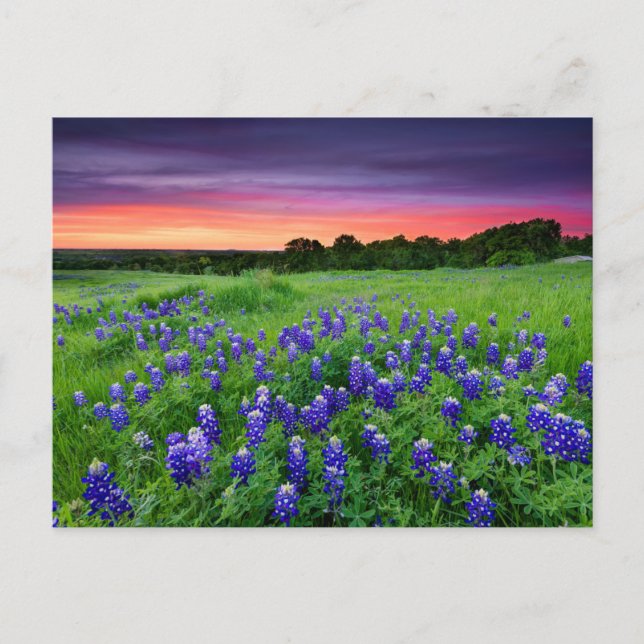 Blommor | Blånät i Sunset Texas Vykort (Framsida)