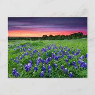 Blommor Blånät i Sunset Texas Vykort