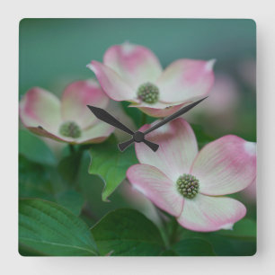 Blommor Blommar av Dogwood Fyrkantig Klocka