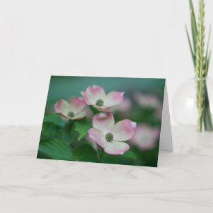 Blommor Blommar av Dogwood Kort